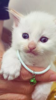 5月2日生まれの子猫たち6匹
4匹が予約されました。
まだお声かからない白い子たち、
そろそろ面会出来ます🥰
是非見に来てくださいね❣️
現在募集中
しらすくん
オス
ひかるくん
オス
