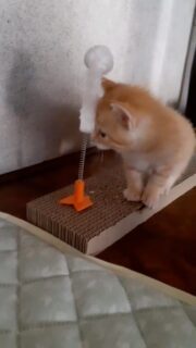 子猫たち

5月2日生まれ

茶トラメス1匹とクリーム系オス2匹まだ予約されていません。

子猫迎えたい方いらっしゃいましたら面会お待ちしております♪

ママ猫　猫エイズ猫白血病　ともに陰性
母乳と猫おじさんの人工ミルクでスクスク育ちました。

なんか昭和のお父さんが子どもたちビデオに撮る感じになっててレトロです。

よろしくお願い致します🤲