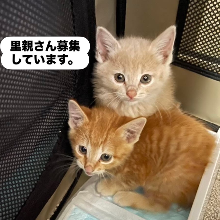3匹の子猫🐱山に遺棄されたようです。
保護されて、1匹は貰われました。
2匹ともオスだと思います、との事です。
山に捨てるなんて…💢
あってはならない事です。
だけど毎年捨てられる子が後を断ちません。
絶対にやめて❗️⚠️
かわいい無垢な兄弟猫を家族に迎えてくださる方
募集中です。
さくら猫サポーターズが里親さん探し代理投稿です。
気になる方はご連絡ください🐱✨