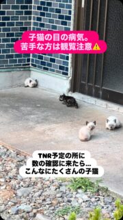 次のTNR予定の民家の野良猫
頭数の確認に行きました。
子猫がたくさんいて、穴の中に入っていき。。
美味しい餌を置いても鼻が未発達なのか?
匂いに釣られません、出てこない。
どうやって捕獲したら良いのか…
子猫の捕獲難航。
そして中には酷い目の子が。
カリシウイルスでしょうか。
酷すぎて手が震えました。
ストレスかかったら赤く腫れてきたのでとりあえず
落ち着かせてます。
酷い😔
こんなに多くの数、可哀想な子猫が増え
ご近所トラブルが加速する前に
野良猫に避妊去勢の手術を❗️
どんな猫も捕まえて手術出来ます。
能代さくら猫サポーターズが相談に乗りますので
野良猫を増やさない事が人にも猫にも大事です。
