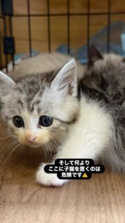 その後どうなったか…という
お知らせがなかなか出来ずに
すみません。

なんとこの町のこの現場から一気に同じような月齢の子猫
が14匹保護されました。

この子たちの親である成猫ビーチの猫も合わせて
10数匹いるのではないか
と思われますが…

この子猫たちが無事に譲渡されてと親猫たちが避妊去勢されるために今は黙っていますが、非常に遺憾な思いをしております。

気持ちを下げるより譲渡会に向けて、
ぶりっこあげてこーね❣️
頑張ろう🥺
譲渡会🎵は７月12日　日曜日。
11:00から15:00まで
能代イオン（ジャスコ）3階です❣️

そして目の怪我した子ですが、目に怪我してそれを
放置されて悪化して、、こんな具合に突出したという
診断でした。

そしてもしかしたら反対の目も様子見ないとどうなるか
と言う事です。
いずれ摘出しないとなりませんがさくら猫サポーターズが
一生懸命この子を治療して、少しでも快適に生きられるようにケアしたいと思います。
今はお薬も頑張って飲んで、食欲もあります。
三半規管が思うように働かないのでよちよち歩きですが
みんなと遊びたがって気持ちは元気です😄