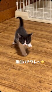週末も子猫の面会🐱開催中です😃

子猫のお迎えをお考えの方はお気軽にご連絡ください。