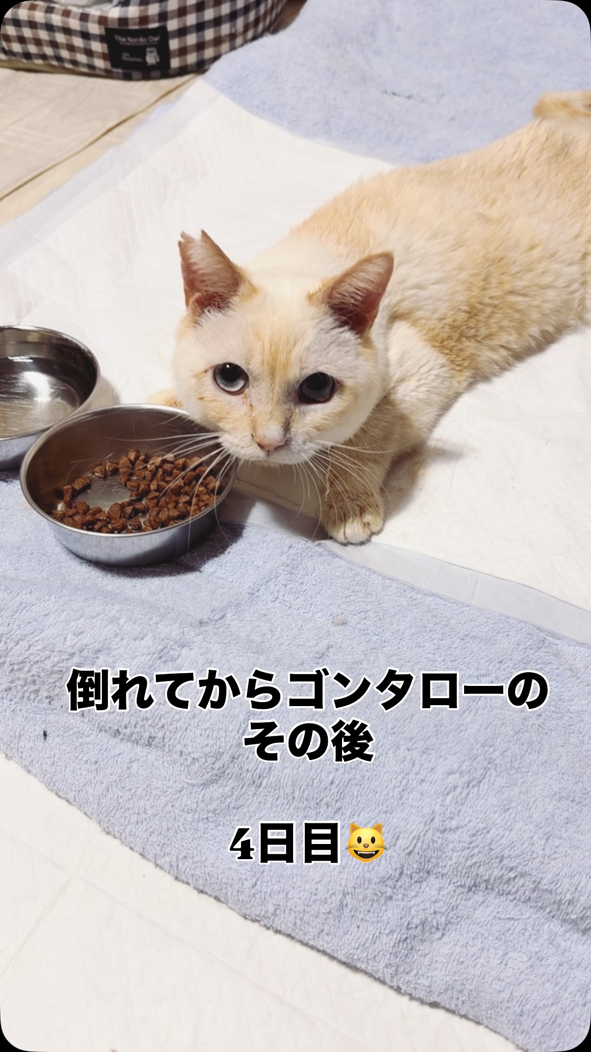 破傷風闘病中のゴンタローくん
その後
9日たちました。
よく食べて、お水も飲んで
排泄も出来て
毎日頑張っています🥺
体の自由がきかず
戸惑いもありますが
きっとまた歩けるようになるまで
皆で支えたいと思います。
病気と戦うゴンタローくん
スーパーワイドのシートと、赤ちゃんのお尻拭き(人間用でOK)が不足しております。
プロフィールのAmazonギフト💝から
ご支援をどうかよろしくお願いいたします🙇♀️