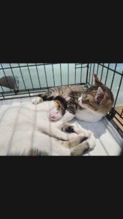 今日は雨の中能代さくら猫サポーターズ譲渡会へ
お越しいただきまして、誠にありがとうございました。
お天気が悪いのにも関わらず南はにかほ市や秋田市から、
北は鹿角市や大館市から足を運んで下さり、、
皆さまどうもありがとうございました。
そして本日なんと16匹もの猫たちにお声がかかりました！
ホッとしました🥺
（28匹エントリーのうち子猫9匹、成猫7匹でした🙌）

そしてたくさんの募金と支援物資もどうも
ありがとうございました。
募金箱には14,790円ものご支援を賜りました。
そして、ゴンタローの事を想ってたくさんの
ペットシートやキャットフード、おやつを
どうもありがとうございました✨😺

次回は恒例の『子猫の譲渡会』です。
日時は7月25日　土曜日
場所は能代市柳町8-30 窯焼きピッツァのお店
「あさがや」です。
時間は11時〜18時予定

いつも日曜日開催でしたので、今回は土曜日に
しました。
子猫の他に成猫もちょっと会えるかも😃
離乳をして、いよいよ譲渡に向けてケアされている子猫、
保護当初は人慣れしてなかったり、風邪があったけど
保護主さんの懸命なケアで譲渡準備に向かっている子たちが
お迎えを待っています🥺✨
よろしくお願いいたします。

また次回皆さまのお越しを
お待ちしております。

本日は４階駐車場からの搬入でしたので
男性のお手伝いスタッフさんたち
重いケージやテーブルをスムーズに運んで
組み立てしてくださり、滞りなく開催する事が
出来ました。縁の下の力持ち💪
本当に感謝です😇

#秋田県 #保護猫 #能代市 #譲渡会 #里親募集中