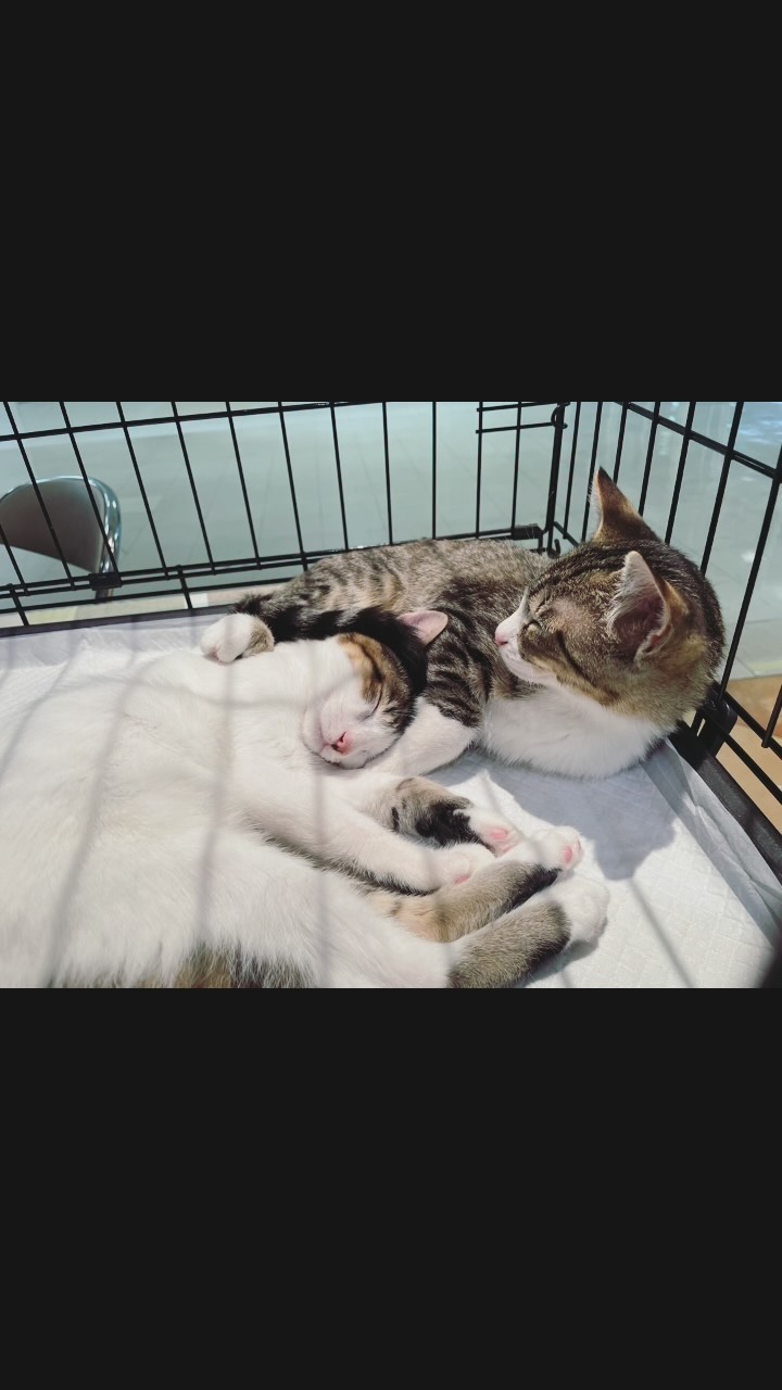今日は雨の中能代さくら猫サポーターズ譲渡会へ
お越しいただきまして、誠にありがとうございました。
お天気が悪いのにも関わらず南はにかほ市や秋田市から、
北は鹿角市や大館市から足を運んで下さり、、
皆さまどうもありがとうございました。
そして本日なんと16匹もの猫たちにお声がかかりました!
ホッとしました🥺
(28匹エントリーのうち子猫9匹、成猫7匹でした🙌)
そしてたくさんの募金と支援物資もどうも
ありがとうございました。
募金箱には14,790円ものご支援を賜りました。
そして、ゴンタローの事を想ってたくさんの
ペットシートやキャットフード、おやつを
どうもありがとうございました✨😺
次回は恒例の『子猫の譲渡会』です。
日時は7月25日 土曜日
場所は能代市柳町8-30 窯焼きピッツァのお店
「あさがや」です。
時間は11時〜18時予定
いつも日曜日開催でしたので、今回は土曜日に
しました。
子猫の他に成猫もちょっと会えるかも😃
離乳をして、いよいよ譲渡に向けてケアされている子猫、
保護当初は人慣れしてなかったり、風邪があったけど
保護主さんの懸命なケアで譲渡準備に向かっている子たちが
お迎えを待っています🥺✨
よろしくお願いいたします。
また次回皆さまのお越しを
お待ちしております。
本日は4階駐車場からの搬入でしたので
男性のお手伝いスタッフさんたち
重いケージやテーブルをスムーズに運んで
組み立てしてくださり、滞りなく開催する事が
出来ました。縁の下の力持ち💪
本当に感謝です😇
#秋田県 #保護猫 #能代市 #譲渡会 #里親募集中