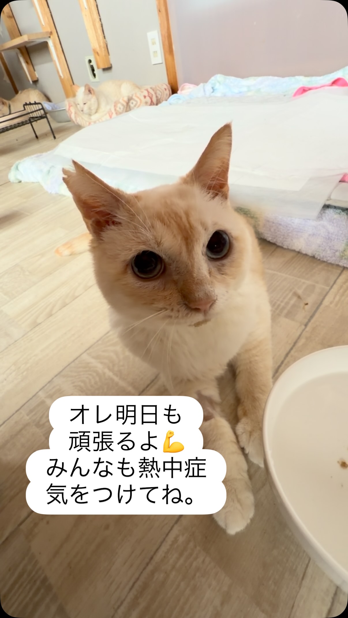 破傷風治療中のゴンタロウ
2週間が経ち、ここまで動けるようになりました。
猫が破傷風⁈なんて半信半疑でしたがこう見ると
本当にそうだったんだなぁと思います。
一応噛まれないように、唾液なども気をつけて
手洗いしてます。
譲渡会の時にゴンタローや保護猫たちにご支援
くださった皆さま。
能代市
ナリタ様
ハラタ様
コバヤシ様
アライ様
サワタ様
サトウ様
マツダ様
マイちゃん
サイトウ様
モリカワ様
シンドウ様
タカハシ様
オオツカ様
オオヤマ様
シミズ様
フタダ様
サイトウ様
ジンバ様
北秋田市
ワカマツ様
三種町
ミウラ様
開場の際にお届けしてくださってお名前を
書いて頂いていない方々もいらっしゃって
失礼しました🙇♀️
どうもありがとうございました。
おかげさまでゴンタローここまで
回復してきました❤️🩹