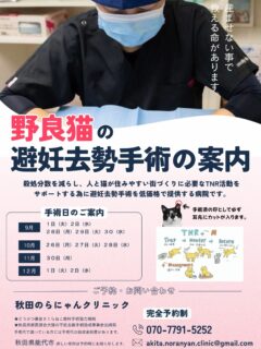 前回の投稿の病院のチラシとキャプションに記載の電話番号に誤りがありました🙇‍♀️改めて訂正したチラシと投稿を載せさせて頂きます。

野良猫の殺処分数を減らし、猫と人が住みやすい街づくりに必要なTNR活動をサポートするために避妊去勢手術を低価格で提供する病院です。

主旨を良くご理解頂いた上でお申し込みください。

飼い猫は対象外とさせていただきます。
多頭飼育崩壊は別枠になります。
ご相談ください。

野良猫の不妊手術
オス去勢:6,000円　メス避妊:7,000円
＊耳先カットが必ず入ります。

上記の料金には麻酔　不妊手術　抗生物質　
皮下点滴　3種混合ワクチン　ノミダニ駆除　
が含まれます。

またその他治療が必要な場合別途料金が
かかります。

野良猫を捕獲するための捕獲器の貸出しなど
ご相談ください。
また猫の運搬が困難な方はお手伝いも
しています。ご相談ください。

ご予約は
秋田のらにゃんクリニック
☎️070-7791-5252
📩akita.noranyan.clinic@gmail.com

★どうぶつ基金さくら猫無料手術協力病院
★秋田県獣医師会犬猫の不妊去勢手術助成事業参加病院
＊手術代でお困りの方には手術代の助成制度があります。