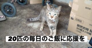 🐾 20匹の猫たちの、毎日のごはんを支える応援をお願いします

今年6月、家の中と敷地周辺に合わせて約35匹の猫がいる、と鹿角市の個人ボランティア「ねこさぴ」さんから多頭飼育崩壊の相談を受けました。

相談当時は床に排泄物が堆積し、衛生状態の改善が必要な状況でした。

現場を支えている個人ボランティアねこさぴさんと協力し、どうぶつ基金の行政枠を申請、利用して避妊去勢手術を進めてきました。現在、手術はほぼ終わっています。

手術を終えた猫たちは敷地内の清潔な車庫へ移り、体調の悪い子、人慣れしている子はボランティアさんが保護し現在も通いながらのお世話が続いています。

能代さくら猫サポーターズも、猫用トイレや、車庫の網戸設置、譲渡会で皆さまからいただいたフードを届けてきました。
ご協力くださっている皆さま、ありがとうございます。

暮らす場所が整っても、毎日のごはんとトイレ掃除は欠かせません。

今も必要なフードを飼い主だけでは確保できず、ボランティアさんが1人が自費で補う状況が続いています。ボランティアさん自身の生活や、ほかに保護している猫たちの暮らしも守るため、一人に負担が集中し続けない形を作りたいと考えています。

🍚 10月11日（日）の譲渡会で、フード支援を受け付けます

📍イオン能代店 3階イベントコーナー
🕚11:00〜15:00

この現場の20匹の猫たちへ届けるキャットフードを、会場のスタッフへお渡しください。

「20匹の猫たちへの支援です」とお声がけいただけると助かります。

一袋からでも、無理のない範囲でのご協力をお願いいたします。
お寄せいただいたフードのお届けについては、改めてご報告します。またAmazon欲しいものリストからのギフト💝も受付しております。プロフィールのところからご覧になってください。宜しくお願い致します🙇‍♀️

今回は譲渡会でのフード支援のお願いです。
継続的なごはん代の支援や、お掃除のお手伝いについても、受け入れ方法を整えてからご案内していきます。

物資の持参が難しい方も、この投稿をシェアしていただけたらうれしいです。

猫たちが毎日ごはんを食べ、安心して過ごせるように。
それぞれのできる形で、応援していただけませんか🐾

どうかよろしくお願い致します。

能代さくら猫サポーターズ

#能代さくら猫サポーターズ
#ねこさぴ
#多頭飼育崩壊
#支援物資募集