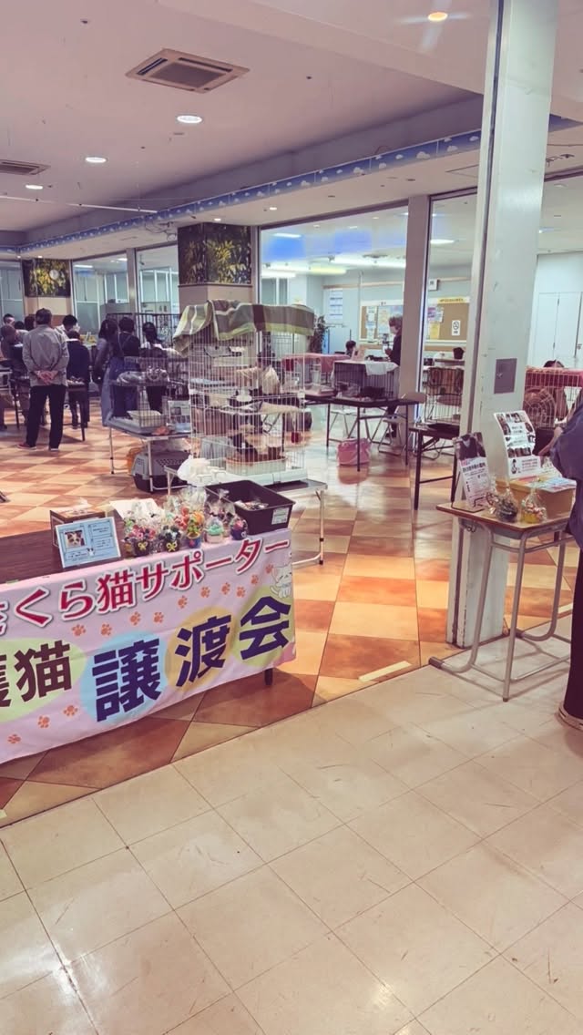 🐾 14匹に、新しい暮らしへの一歩。
たくさんの温かさに包まれた譲渡会でした✨

本日の譲渡会には、40匹の猫たちが参加しました。

今年の春に生まれ、少し大きくなった子猫たち。
そして、5匹の成猫たち。

それぞれのご縁を待つ猫たちに会いに、たくさんの方が足を運んでくださいました😊

うれしいことに、今回トライアルが決まったのは
🌸 子猫13匹
🌸 成猫1匹
合わせて14匹です！

これから、お互いを少しずつ知っていく時間が始まります。
猫たちも、お迎えするご家族も、無理なくゆっくり。
安心できる関係を育んでもらえたらうれしいです🍀

能代さくら猫サポーターズから参加した6匹の子猫たちも、
5匹のトライアルが決まりました。
そして福くんは、預かりボランティアさんのお家へ。
福くんを迎えてくださり、ありがとうございます。　
あんなにどんちゃん騒ぎだった部屋が急にがシーンと
していますが、また次の子に手を差し伸べることが
出来ます。

葉たんに会いに来てくださった方も、
何名かいらっしゃいました。
「葉たんに会いたくて」「応援してるね」
そのお気持ちがとてもうれしかったです。
いつも応援してくださる皆さんも、ありがとうございます💕

今日ご縁が決まらなかった子たちにも、
その子に合った出会いがきっとつながっていきますように。

そして本日は、なんと軽トラック荷台にも乗り切らないほどの支援物資をいただきました！

猫たちのために選び、会場まで運んでくださったこと。
その一皆さんの温かいお気持ちを感じています。

鹿角市の多頭飼育案件の猫たちにも、
たくさんのキャットフードをご支援いただきました。
皆さんのお気持ちと一緒に、届けますね🐈

猫を迎えること。
会いに来ること。
物資を届けること。
投稿を見て、誰かに伝えること。

いろいろな形の応援が、猫たちの毎日を支えてくれています。

ご来場くださった皆さん、ご支援くださった皆さん、
そして準備や会場を支えてくださったスタッフの皆さん
本当にありがとうございました。

今夜は、うれしいご報告と感謝をいっぱいに。
これからも猫たちの一歩を、一緒に見守っていただけたらうれしいです🐾

#能代さくら猫サポーターズ
#保護猫譲渡会
#能代市
#保護猫との暮らし
#里親募集中
保護猫を家族に