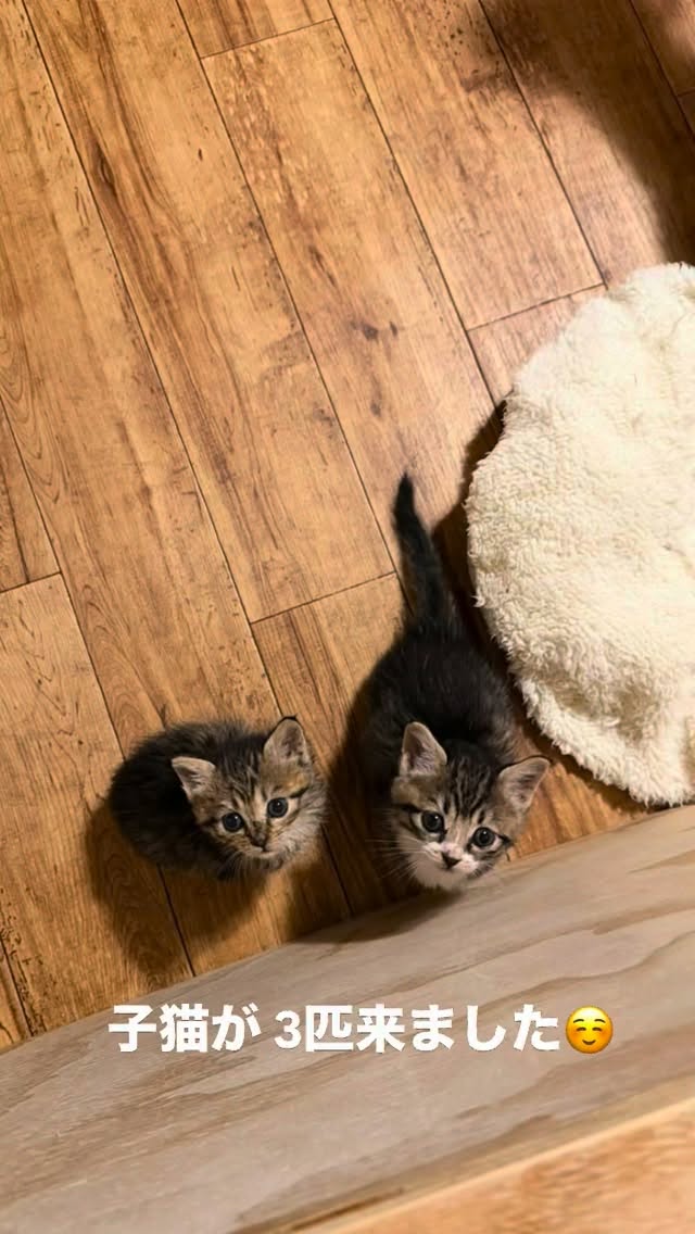 あんよは短め、おなかはぽんぽん。
新入り子猫たち、はじめまして🐾

先日の譲渡会で猫たちに新しいお家が決まり、保護スペースに空きができたことで、また新たに3匹の子猫を迎えることができました。

さくら猫にやってきたのは、
女の子の「ぽん」と「ぷく」💕

ちょこんとした手足に、ぽんぽこのおなか。
本猫たちは真剣に遊んでいるのに、見ているこちらはつい、にやにや🤭
ただいま、かわいさと体の大きさを毎日更新中です。

男の子の「カイくん」は、成長がゆっくりな様子なので、今はミルクボランティアさんのお家で、大切に育ててもらっています🍼
カイくんはカイくんのペースで、大きくなろう🍀

もう少し成長したら、体調を見ながら譲渡会デビューを予定しています。

今はたくさん食べて、遊んで、眠って。
安心して大きくなることが、3匹のお仕事です🐱

ぽん、ぷく、カイくん。
これからどうぞよろしくお願いします🌷

もっと猫ちゃんたちの投稿が見たいとリクエスト頂きましたので、今後は投稿やリールの更新⤴️お楽しみに💕

#能代さくら猫サポーターズ
#能代市 #保護猫 #保護子猫
#子猫のいる暮らし 保護猫を家族に