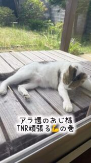 🐈 アラ還おじ様、TNRに奮闘する！

〜ママ猫と子猫たちを追いかけた、長〜い2週間〜

とある地域で、猫のTNRを計画していた一人のおじ様。

御年、アラ還。

今回のお相手は、一匹のメス猫。

ところが、その猫の様子を見ているうちに、ある疑惑が浮上しました。

「もしかして……出産したばかりなんじゃないか？」

そこで周辺を探してみると……

いたーーーっ！！😳

なんと、3匹の子猫を発見！

まずは2匹を無事保護。

よしよし、順調、順調！

……と思いきや。

残る1匹が、なかなかの強者だったのです😂

実は、ママ猫が子猫を咥えて、何度もお引っ越し。

人様のお宅の倉庫へ。
今度は小屋へ。
しかも、どこも狭い！

ママ猫は人慣れはしておらず警戒心が強い故
子猫を守るため、あっちへ引っ越し、こっちへ引っ越し。

残る1匹の子猫も、まるで忍者のように姿をくらまします。

あっちへチョロチョロ。
こっちへスルスル。

おじ様、ママ猫と子猫に振り回されること、なんと2週間！

それでも諦めませんでした。

そして、ついに……

捕獲成功ーーーっ！！🎉🐈

やったーーー！！

おじ様、本当にお疲れさまでした👏

きっと、子猫を無事に保護できた瞬間の喜びは、何ものにも代えがたかったことでしょう。

さて、ここからが今日の本題です。

かつては「野良猫だから仕方がない」と見過ごされてきたことも、今は少しずつ変わってきています。

猫が増えすぎてしまう前に、不妊去勢手術をする。

それが TNR活動 です。

今回のおじ様も、最初から猫のTNRや保護の達人だったわけではありません。

目の前にいる猫を気にかけて、このママ猫も子猫もそのままにしておくと繁殖を繰り返し増えるのでは？と心配し、行動して、諦めずに頑張った。

その積み重ねが、ママ猫の避妊手術と3匹の子猫の保護につながりました。

TNRは、特別な誰かだけがする活動ではありません。

猫を見かけたら、まず気にかけてみる。

手術は済んでいるのかな？
子猫はいないかな？
誰かがお世話しているのかな？

そんな小さな関心が、地域の猫たちの未来を変えていきます。

もちろん、一人で全部できなくても大丈夫。

相談すること、情報を伝えること、できる範囲で協力すること。

それだって立派な第一歩です。

猫のために動くのに、年齢も肩書きも関係ありません。

「誰かがやってくれる」から
「私にも何かできるかな？」へ。

そんな人が一人、また一人と増えたら、きっと地域の野良猫と人との共存も良い方向へ変わっていくはず。

最後にもう一度。

おじ様、2週間の大捕物、本当にお疲れさまでした！😂👏

ママ猫は無事避妊手術が済みこれからは地域猫として一代限りの命を全うし、子猫たちは譲渡会へデビュー予定です。

応援よろしくお願いします🙇‍♀️📣

また手術をしたいけど野良猫だから触れない、どうやって捕まえたら良いの？などTNRに関する事はさくら猫サポーターズにご相談ください。

#TNR活動 #さくら猫 #地域猫活動 #能代さくら猫サポーターズ #秋田県能代市 保護猫 子猫保護 野良猫を増やさない 小さな命を守る アラ還の挑戦