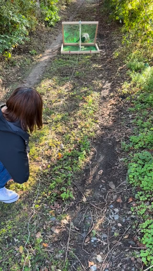 🐈⬛ ついに決着!4ヶ月越しの知恵比べ!!
捕獲器には絶対に入らない男、ボスくん。
6月から何度も捕獲を試みましたが、ことごとく失敗……。
他の猫たちが次々と捕獲され、避妊去勢手術を終えていく中、ボスくんだけはどうしても捕まりません。
いませんか⁈
捕獲器の仕組みを見透かしているような、賢い子が😂
それでも、私たちは諦めません!
そこで登場したのが、
我らがDIY担当、てるさん!!🔨✨
「こんなの作れないかな?」
送ったのは、猫探偵さんが使っている
仕掛けの写真1枚だけ。
紐を引っ張るとパタンと閉じて捕獲するというもの。
設計図も詳しい説明もありません。
ところが、てるさんはその写真から構造を読み取り、
寸法や仕組みを計算。
あれよあれよという間に、
特製捕獲装置を完成させてしまいました!!
てるさん、何者ですか!?👏✨
こんな雑なお願いに応えてくれて
本当にいつもありがとう😭
そして、いざ実戦!
果たしてボスくんは……?
🎊 捕獲、大成功ーーー!!! 🎊
6月から続いた長い知恵比べ。
ついに、私たちの執念とてるさんの
職人技が実を結びました!
ボスくんは行政枠チケットを利用し、
無事に去勢手術を終えることができました。
ボスくん、お疲れさま。
そして、てるさん、本当にありがとう!!❤️
TNRは、捕獲器を置くだけでできるものではありません。
警戒心の強い猫や、何ヶ月も姿を見せない猫もいます。
一筋縄ではいかないこともしばしばです。
それでも、みんなで知恵を出し合い、
得意なことを持ち寄りながら、
一匹ずつ不妊去勢手術につなげていく。
猫を捕まえるのは一人でも、
TNRはみんなの力でできている。
素晴らしいチームワーク👍
そんなことを改めて感じた、
ボスくん捕獲大作戦でした。
それにしても……
ボスくん、最後までなかなか手強い男だったねぇ😂❤️